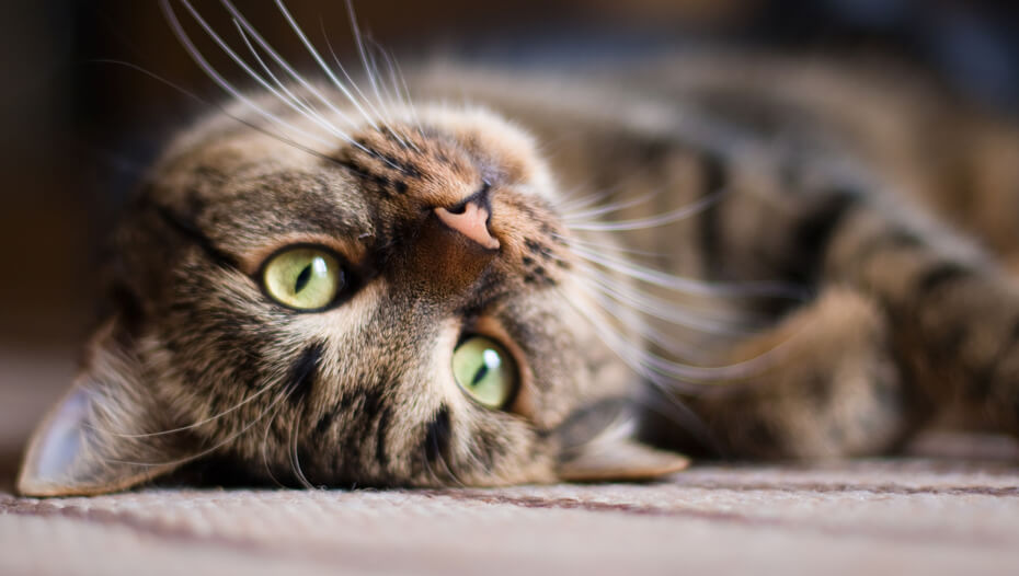 Why Do Cats Have Whiskers? 10 Fun Whisker Facts Purina